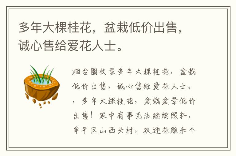 多年大棵桂花，盆栽低價(jià)出售，誠(chéng)心售給愛花人士。